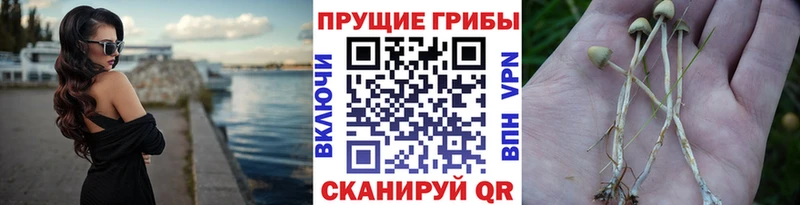 Купить закладки  Соль-Илецк  Псилоцибиновые грибы GOLDEN TEACHER 